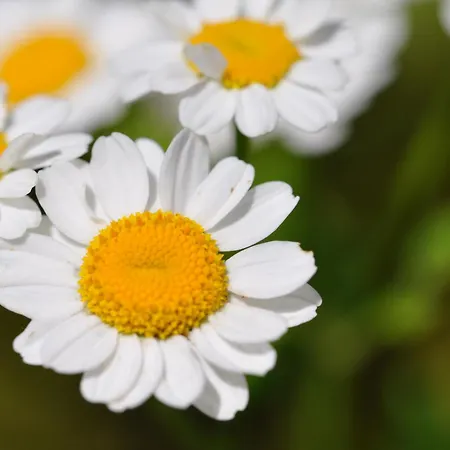 아파트 Brigitte *