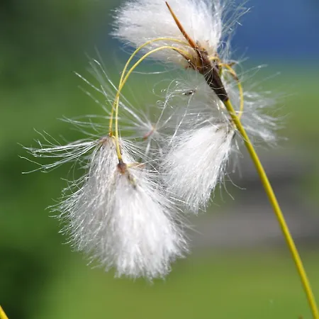 Brigitte 아파트 오베르마이셀스타인