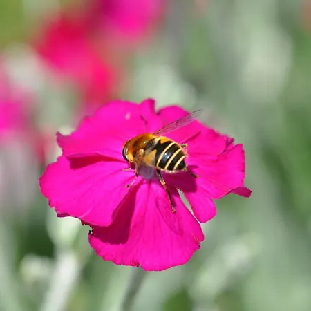 Brigitte 오베르마이셀스타인