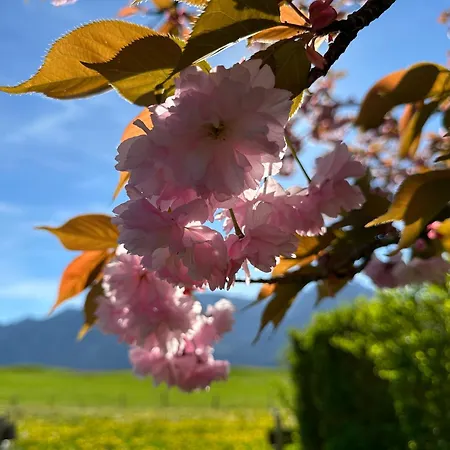 Brigitte 오베르마이셀스타인