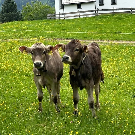 Brigitte 오베르마이셀스타인