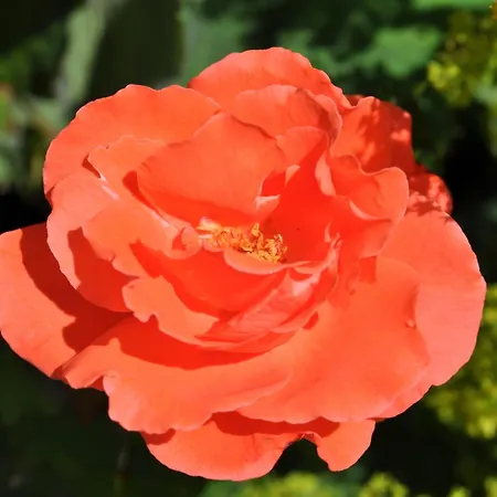 Daire Brigitte Obermaiselstein