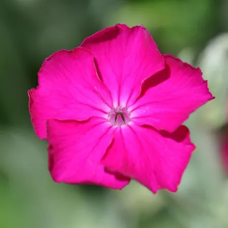 Brigitte *