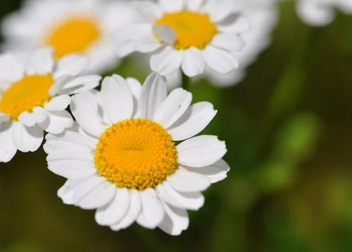 Apartmán Brigitte *