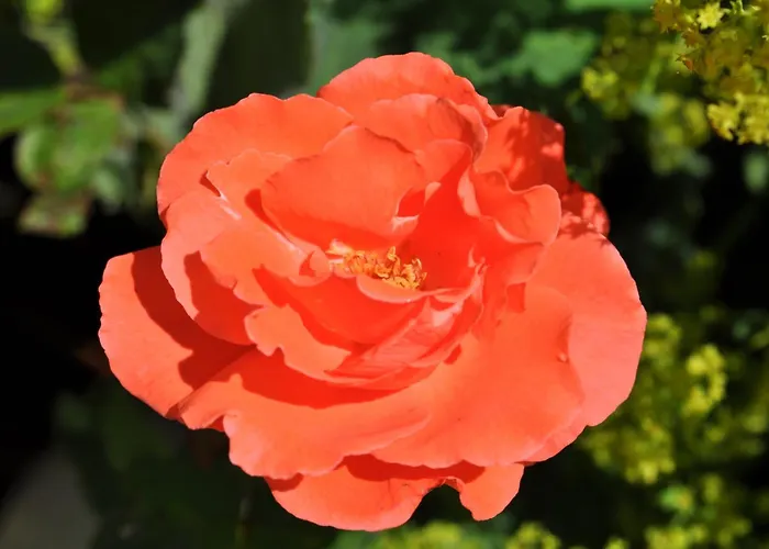 Apartmán Brigitte Obermaiselstein