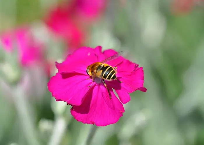 Brigitte Obermaiselstein