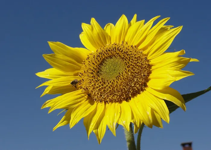 Apartmán Brigitte *